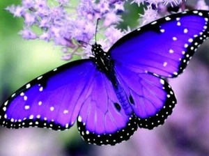 purple.butterfly.05